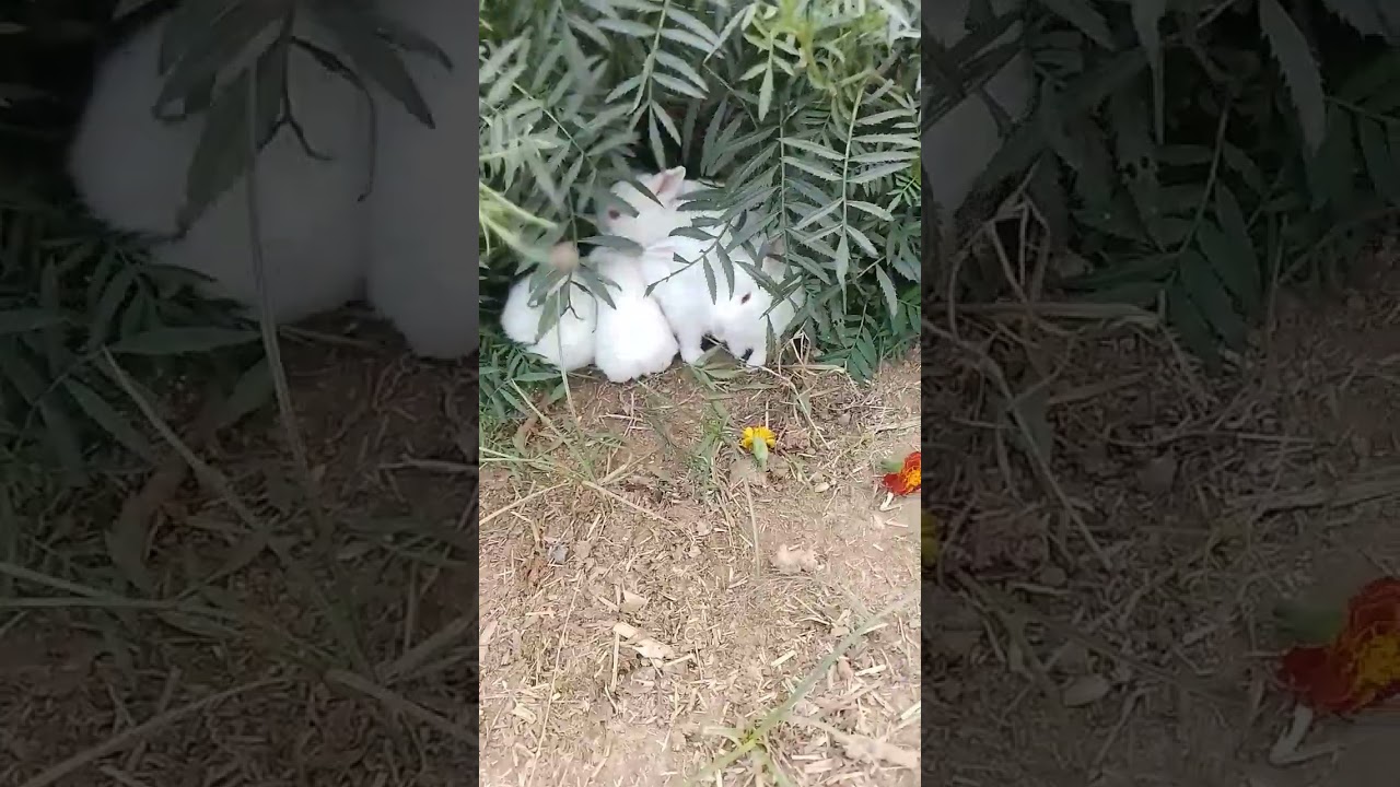 #pute rabbit#//littil rabbit🤩🤩🤩💞👌👌👌