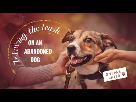 putting LEASH on #abandoneddog  after 3 years (TEST). #straydogslife