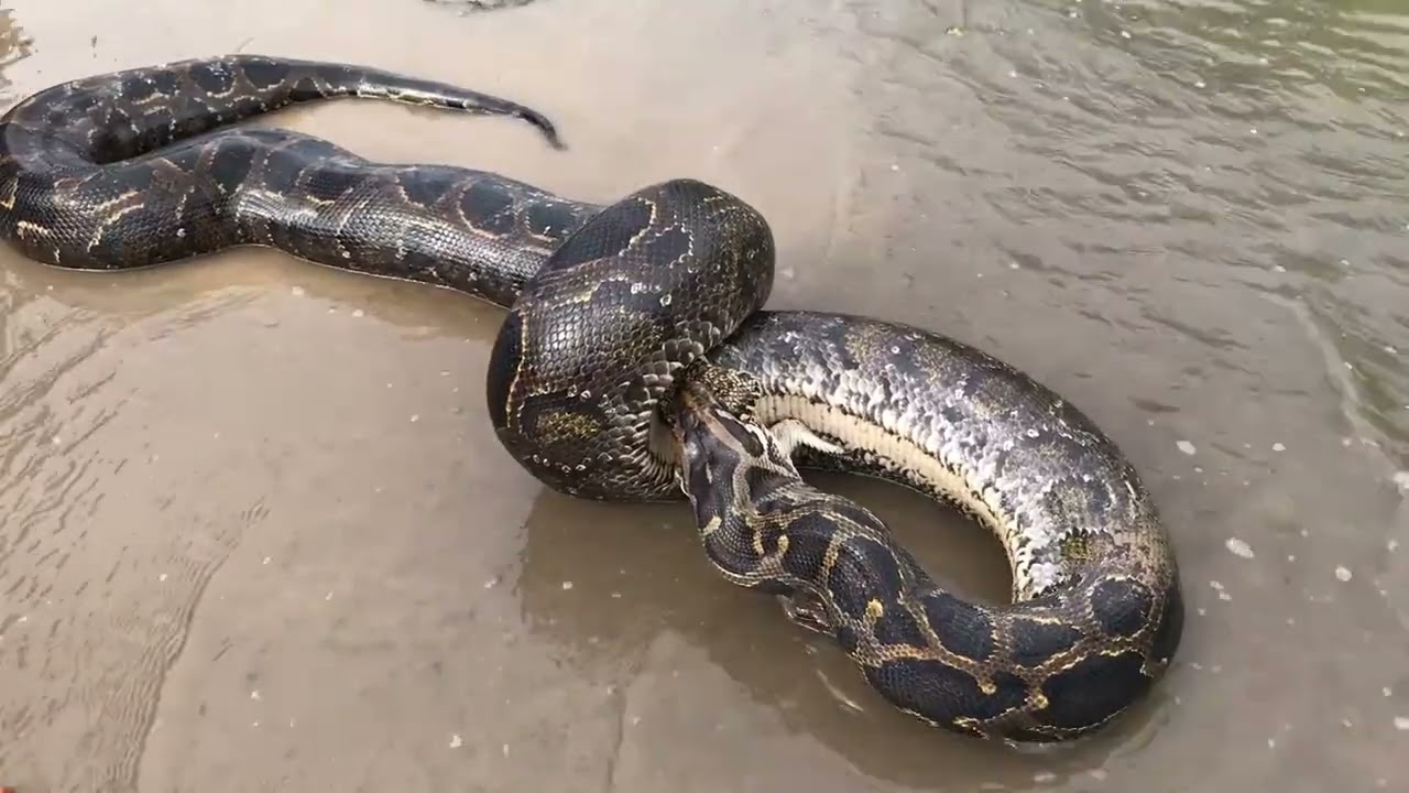 Python Vore - Snake Eats Crocodile (Full)