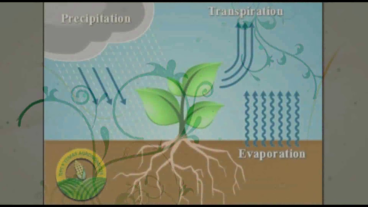 ¿Qué factores regulan la transpiración en las plantas?