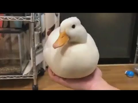 Quacking Duck Disappears