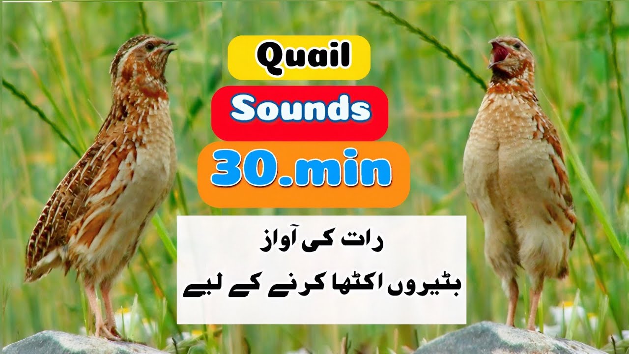 quail sound effects ` Bedana ovozi / صدای بلدرچین | batair ki awaz 2025