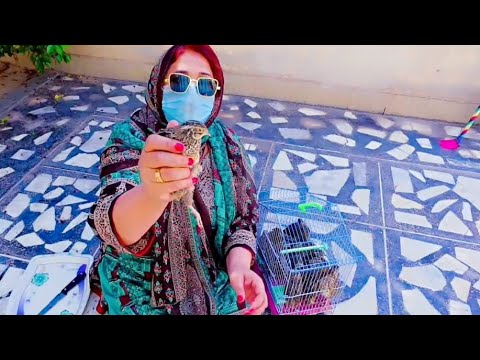 Quails Slaughtering Video part 3 By Gull Baji #slaughterer#quail #viralvideo