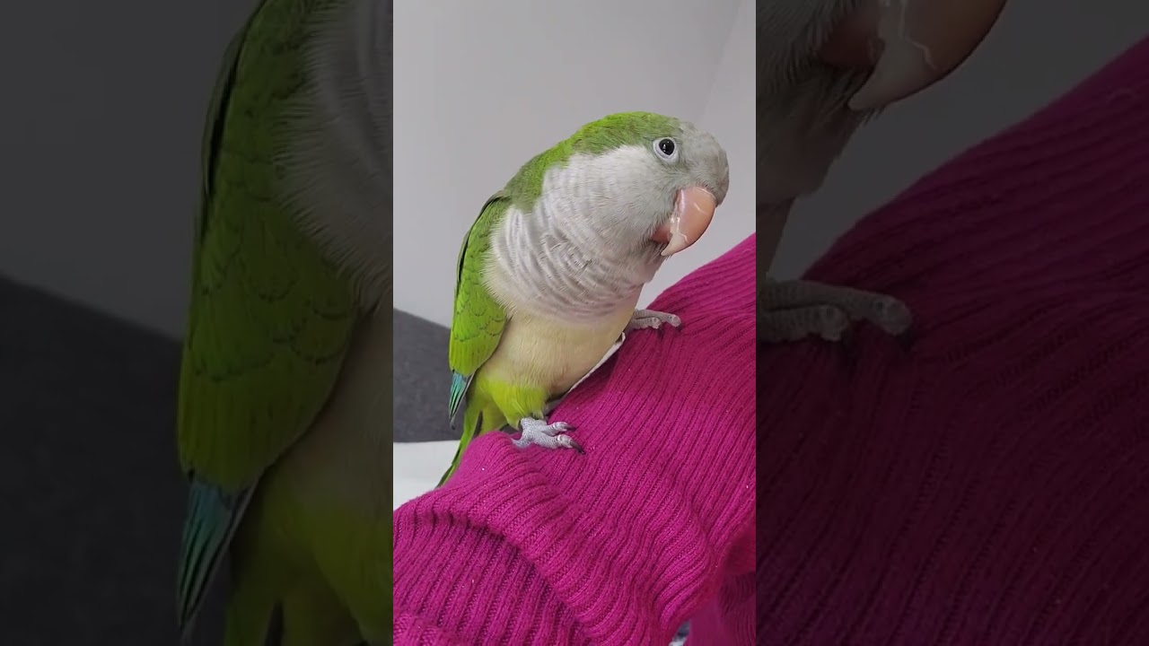Quaker parrot displeased noise 🤣 #angrybirds #quakerparrot #alert