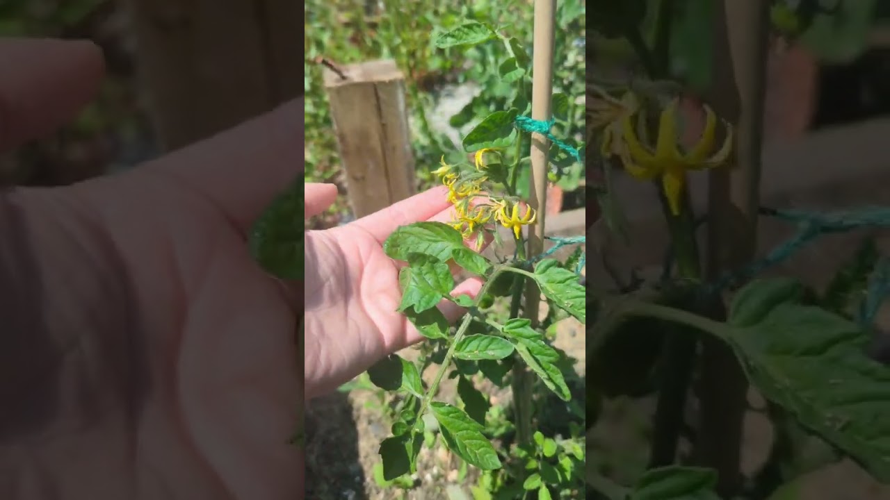Quick Garden Check-In 🍅🌿 | Red Alert Tomatoes & Sweet Peas Thriving! #gardenchat