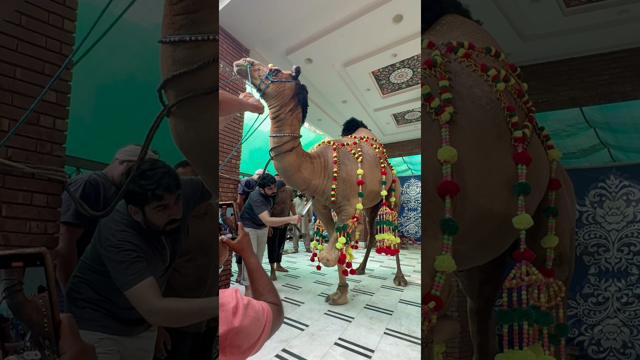 #qurbani#viral#beautiful #qurbani2025#shortsfeed #eiduladha #camel