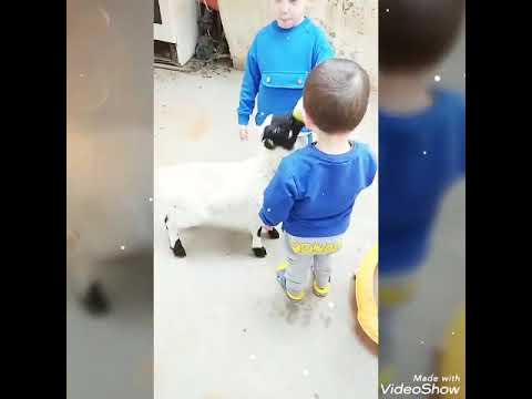 Quzu Yedizdiren Quzular Nihat & Renat