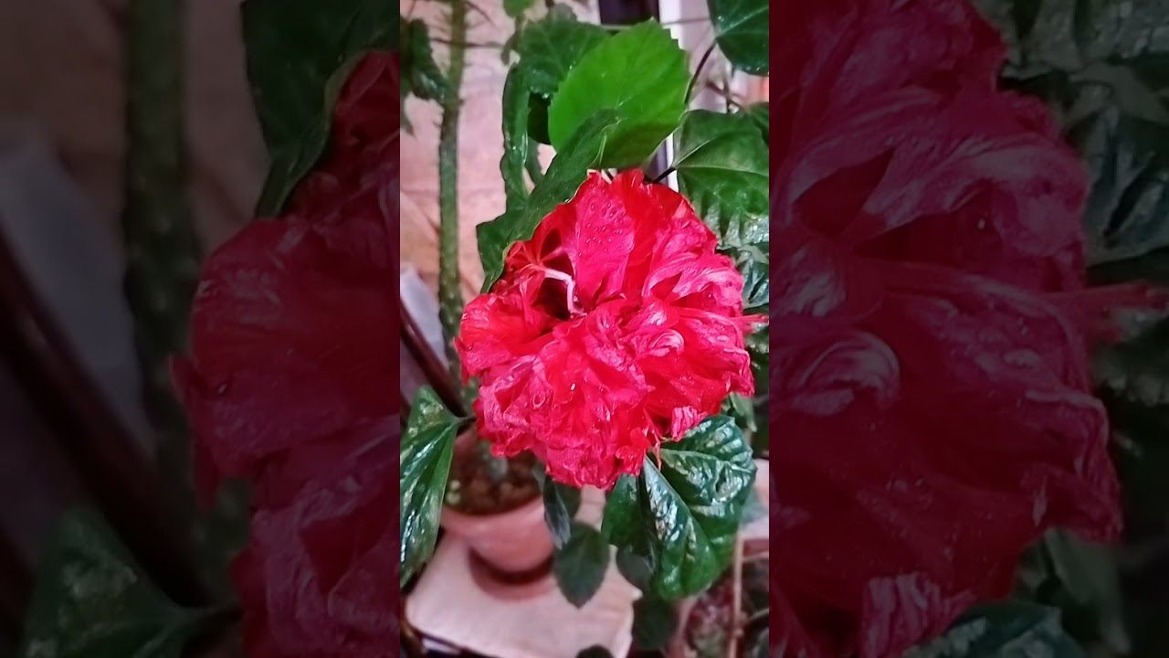 qızıl gülem desteyem men😍🌹