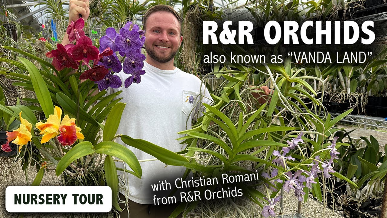 R & R Orchids Nursery Tour | 20,000+ Vanda & Cattleya Orchids including NEVER-BEFORE-SEEN Hybrids!