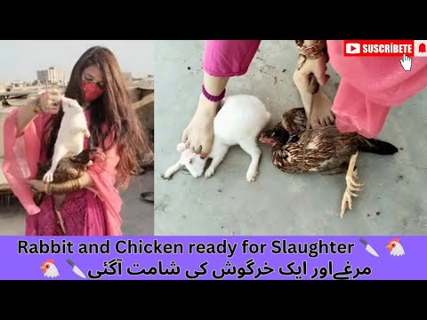 Rabbit and Chicken ready for slaughter - Pre-slaughter vlog