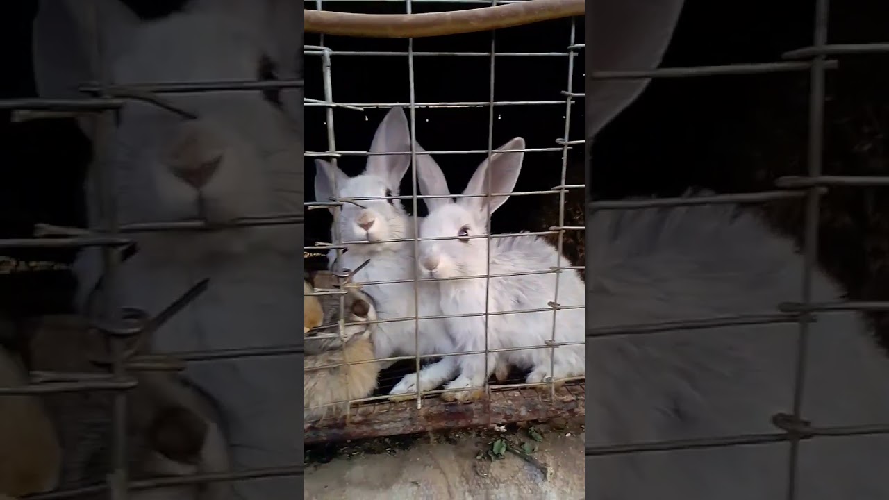 RABBIT FARM. Another Wealth Creation Experience.