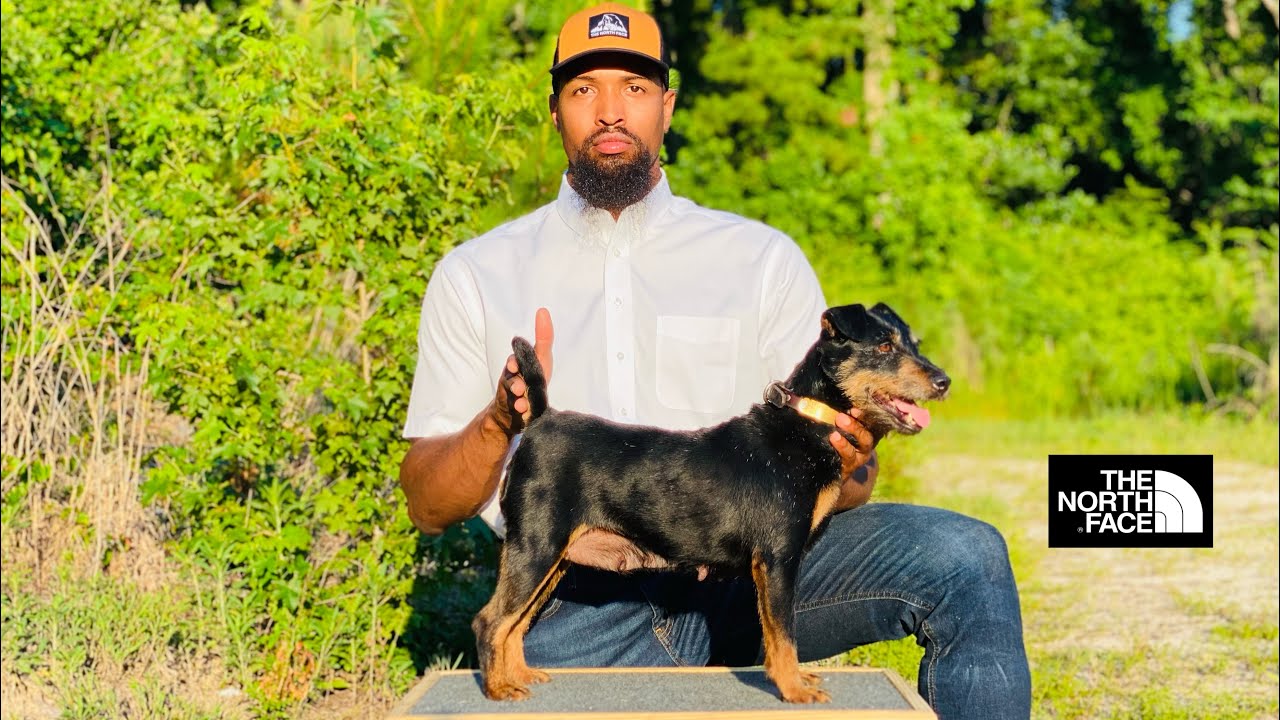 Rabbiting With The Jagdterrier In The Offseason | Part 1 | Dixie | Anderson’s Beagles #Subscribe