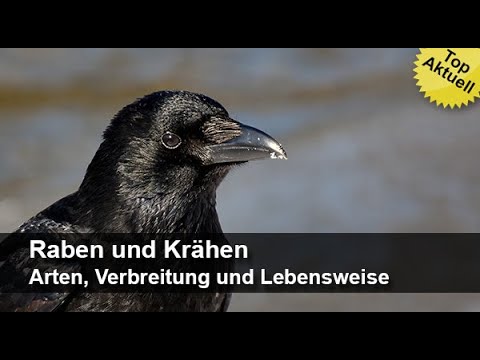 Raben und Krähen – Arten, Verbreitung und Lebensweise | Trailer MedienLB