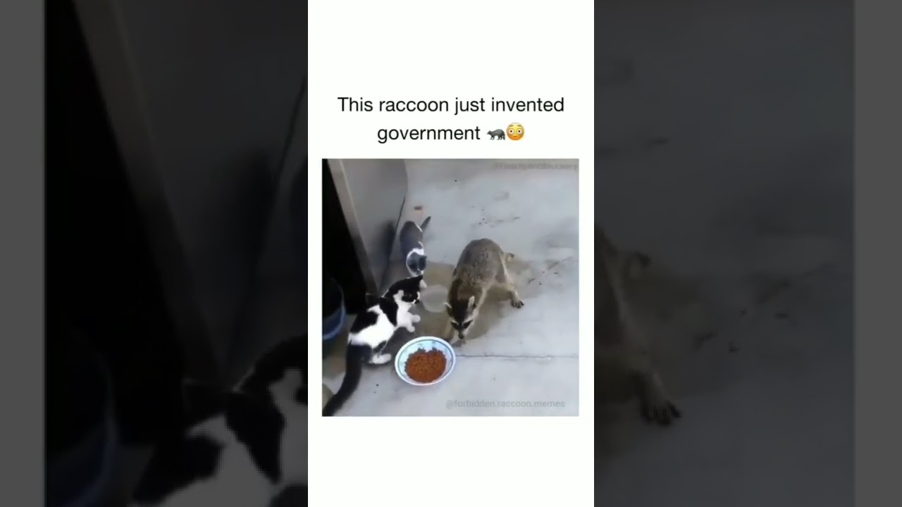 raccoons sabscribe me 😂 #raccoon #raccoons #cat #sabscribe #shorts #racontv #reels #food #funnyvideo