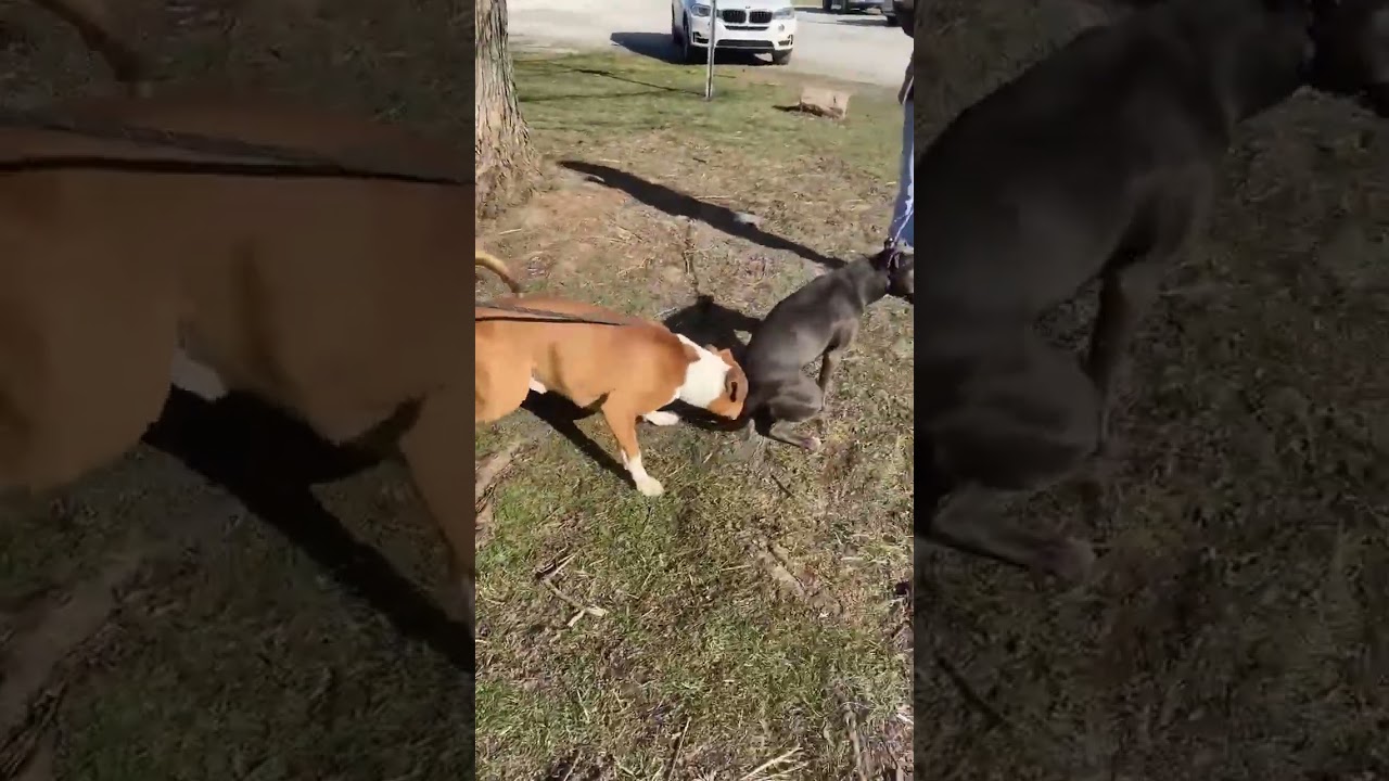 Radar and Mia 2