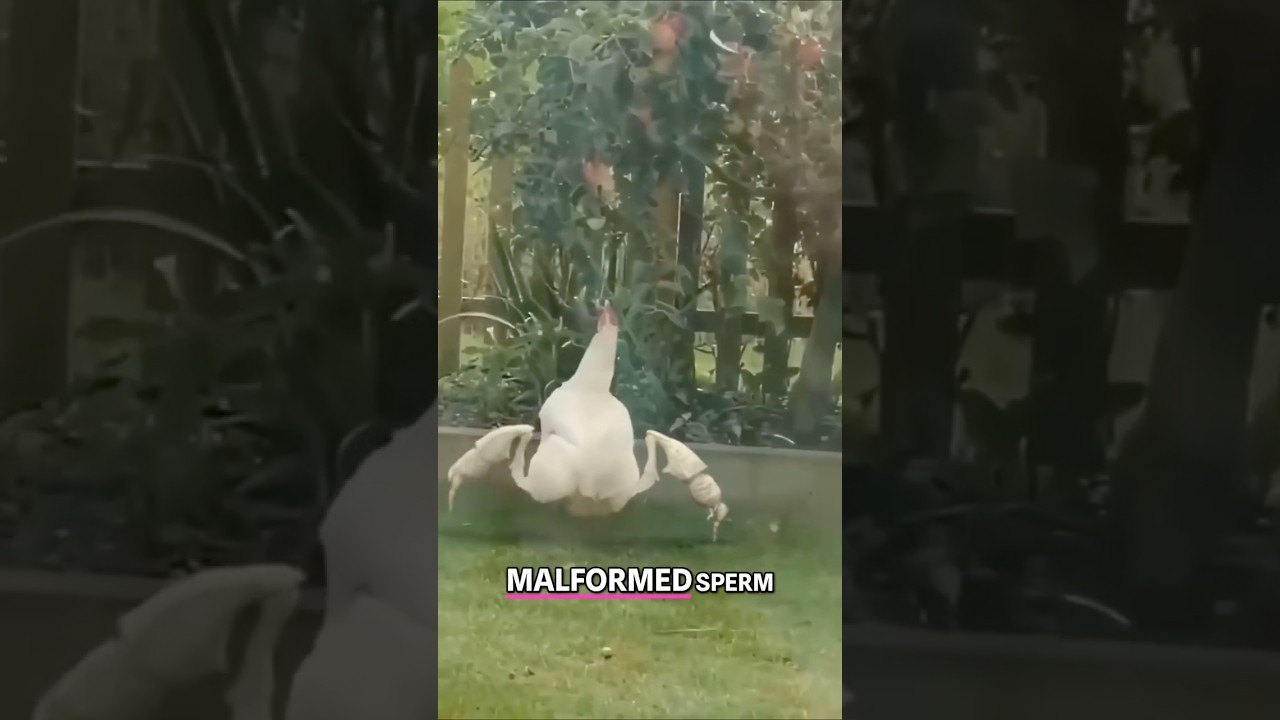 Radioactive Birds: Chernobyl's Wildlife Mutations Will Shock You
