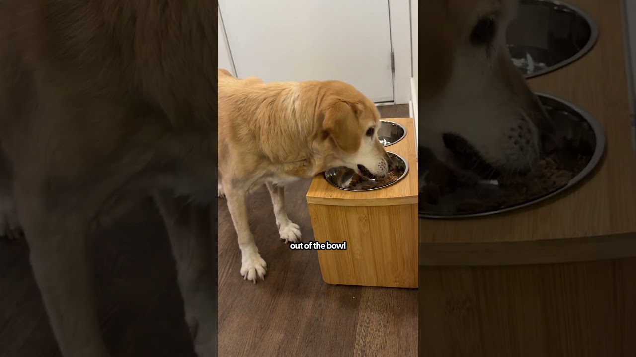 Raised Dog Bowls For Senior Dogs | The Pack