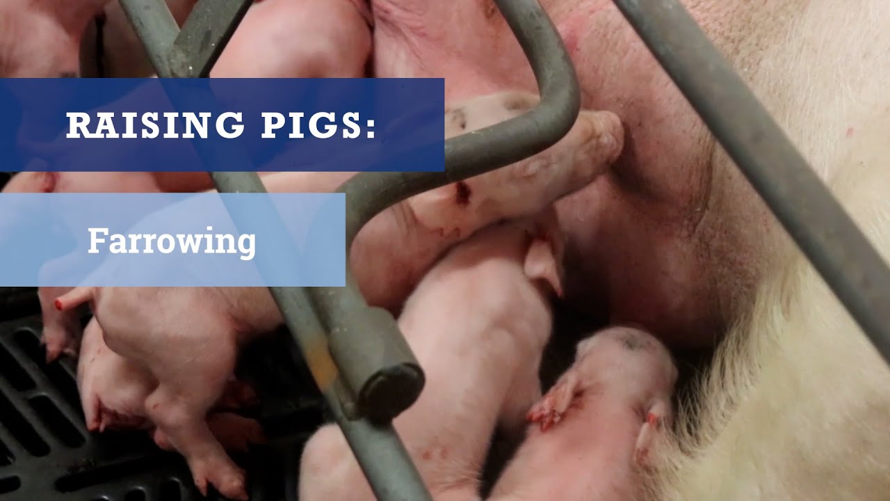 Raising Pigs 1: Farrowing