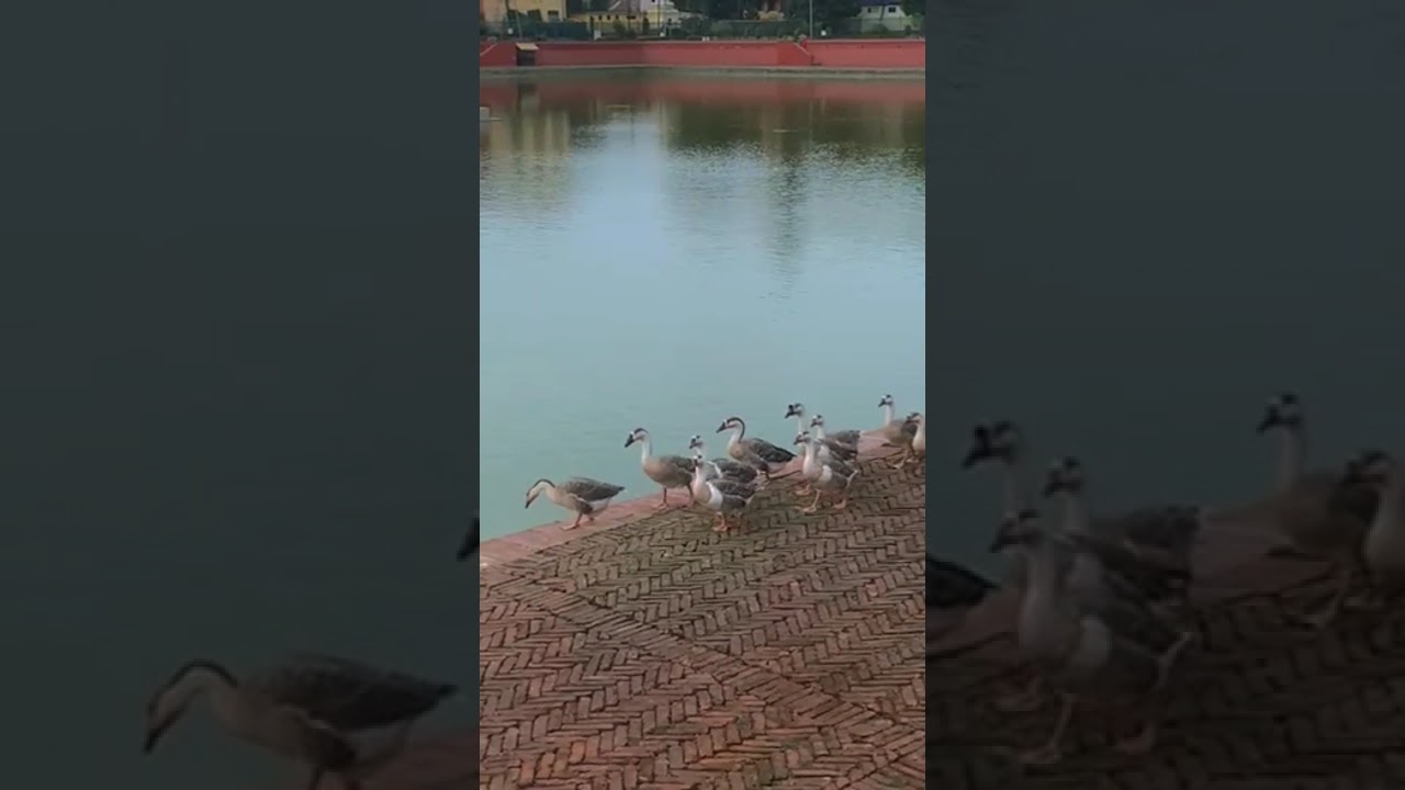Ranipokhari 🌼🤍.... #nepal🇳🇵#ranipokhari #minivlog #shorts #shortvideo #travel #trendingshorts