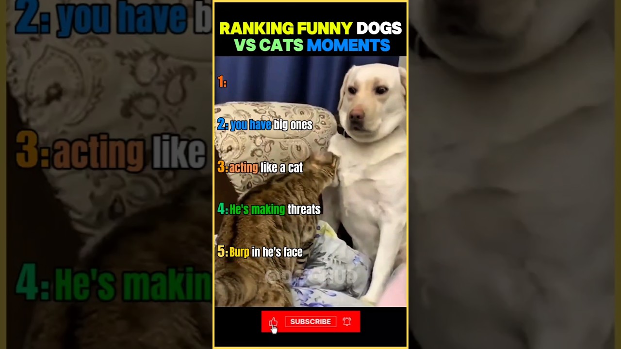 Ranking Funny dogs vs cats moments