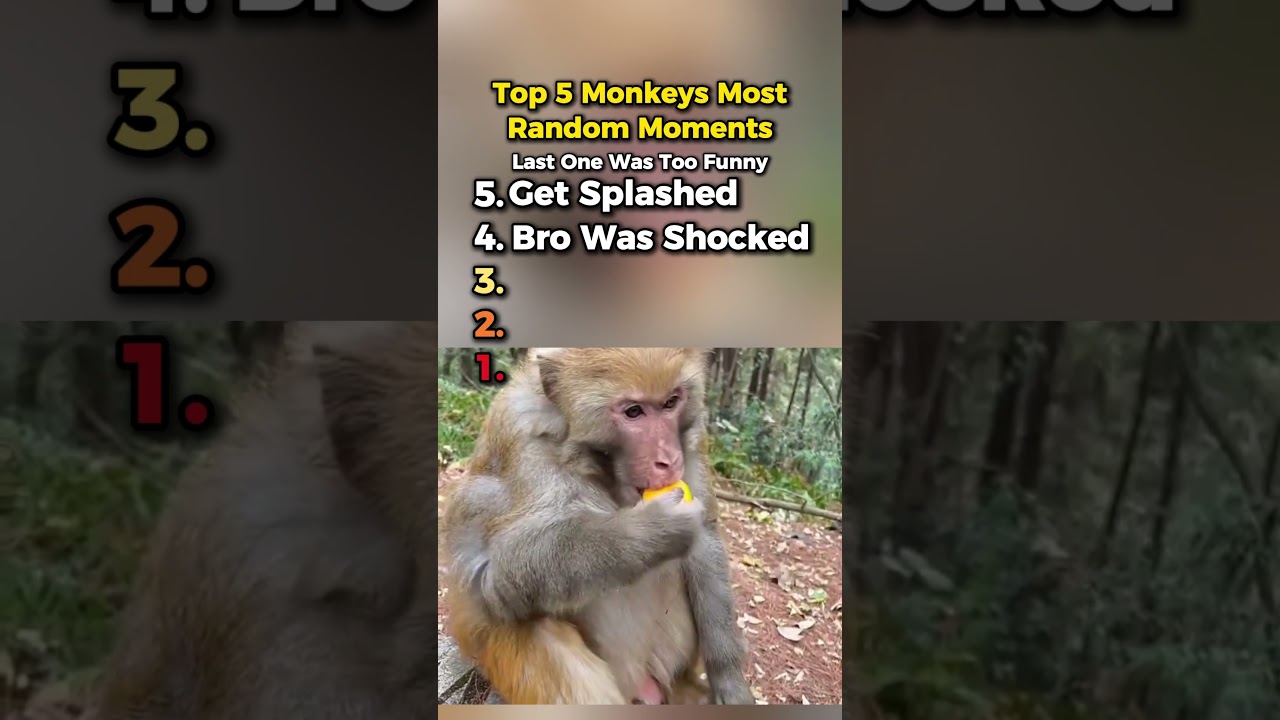 Ranking Most Random Monkey Moments
