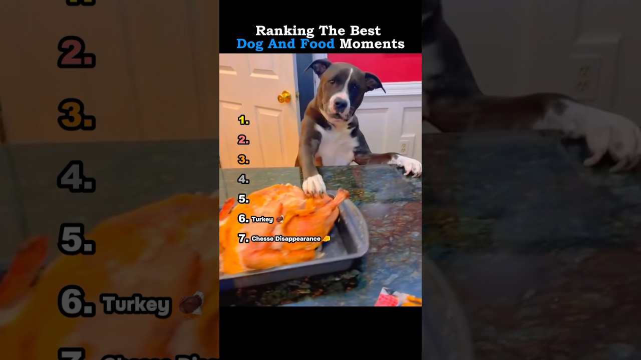Ranking The Best Dog And Food Moments