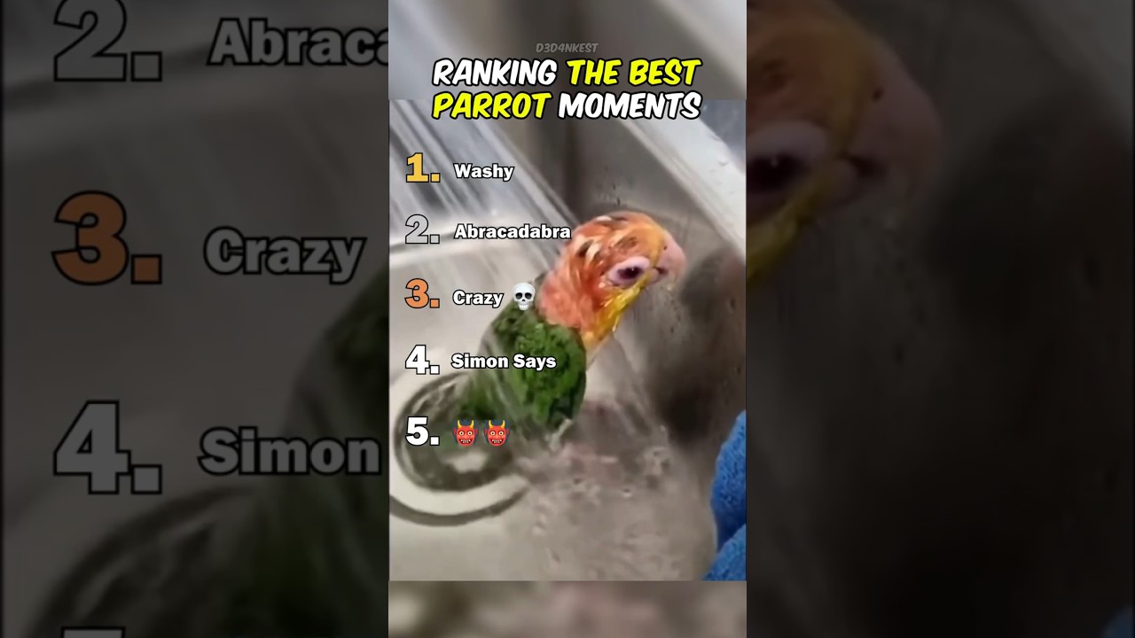Ranking The Best Parrot Moments