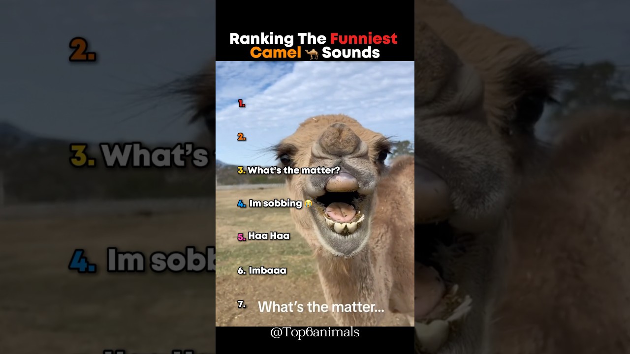 Ranking The Funniest Camel Sounds 🤣 #ranking #camel #sounds