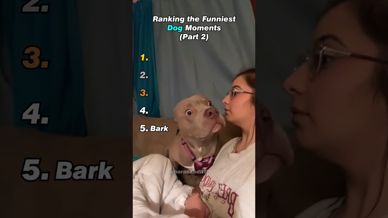 Ranking the Funniest Dog Moments (Part 2)