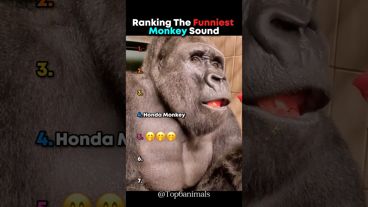 Ranking The Funniest Monkey Sounds 🤣 #ranking #funny #monkey