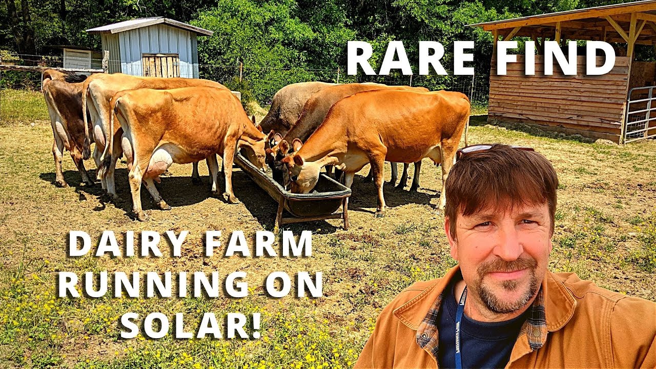 Rare dairy farm running completely on solar!