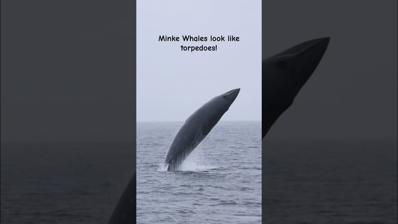 Rare footage of a Minke Whale breaching! #whale #wildlife