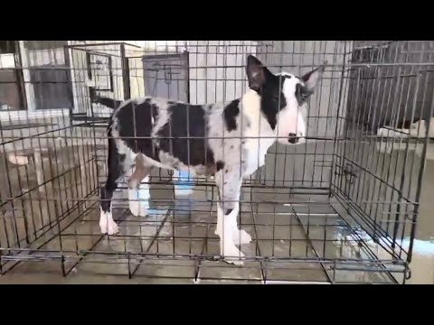 Rare Merle Bull terrier bath time 🧼🐾