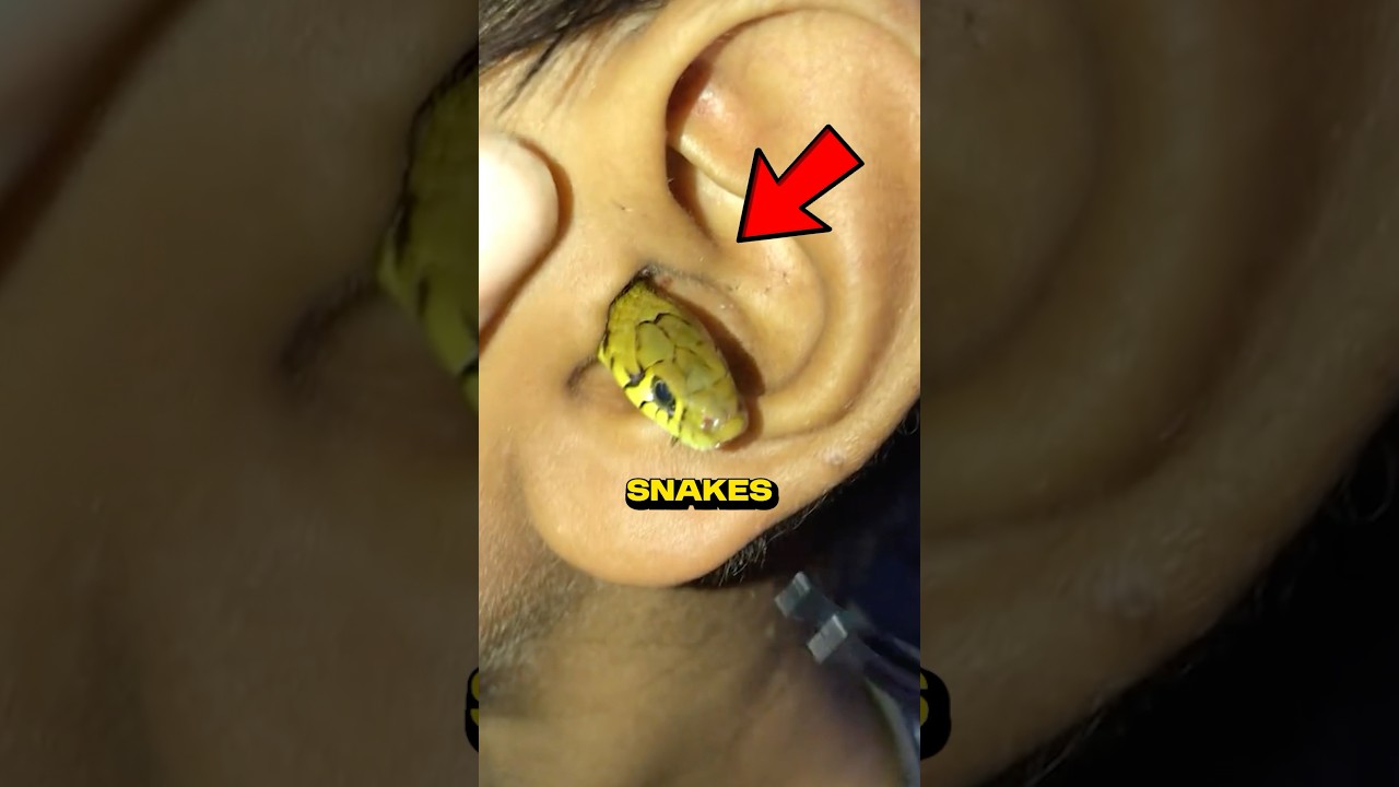 Rarest Snakes You’ve NEVER Seen Before!🐍🤯