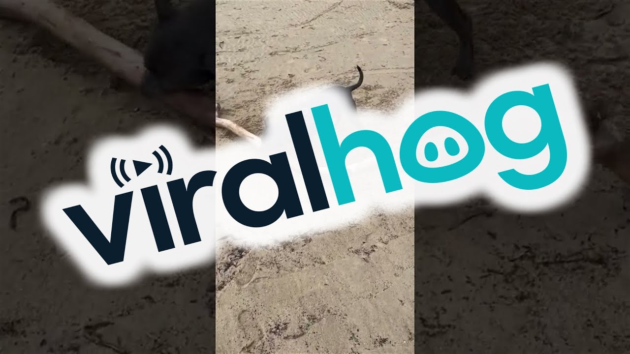 Rari the Staffy is Determined to Take Large Stick || ViralHog