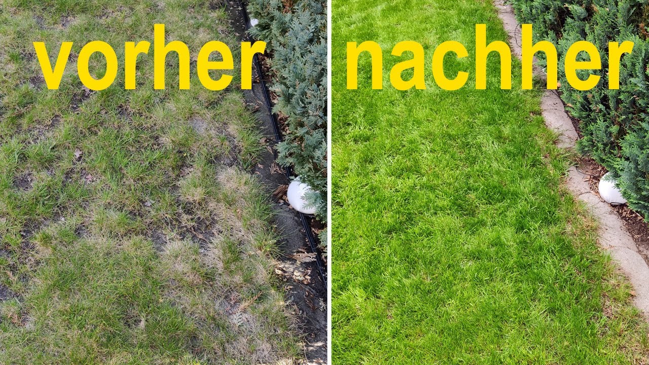 Rasen nachsäen (Schritt für Schritt Anleitung)