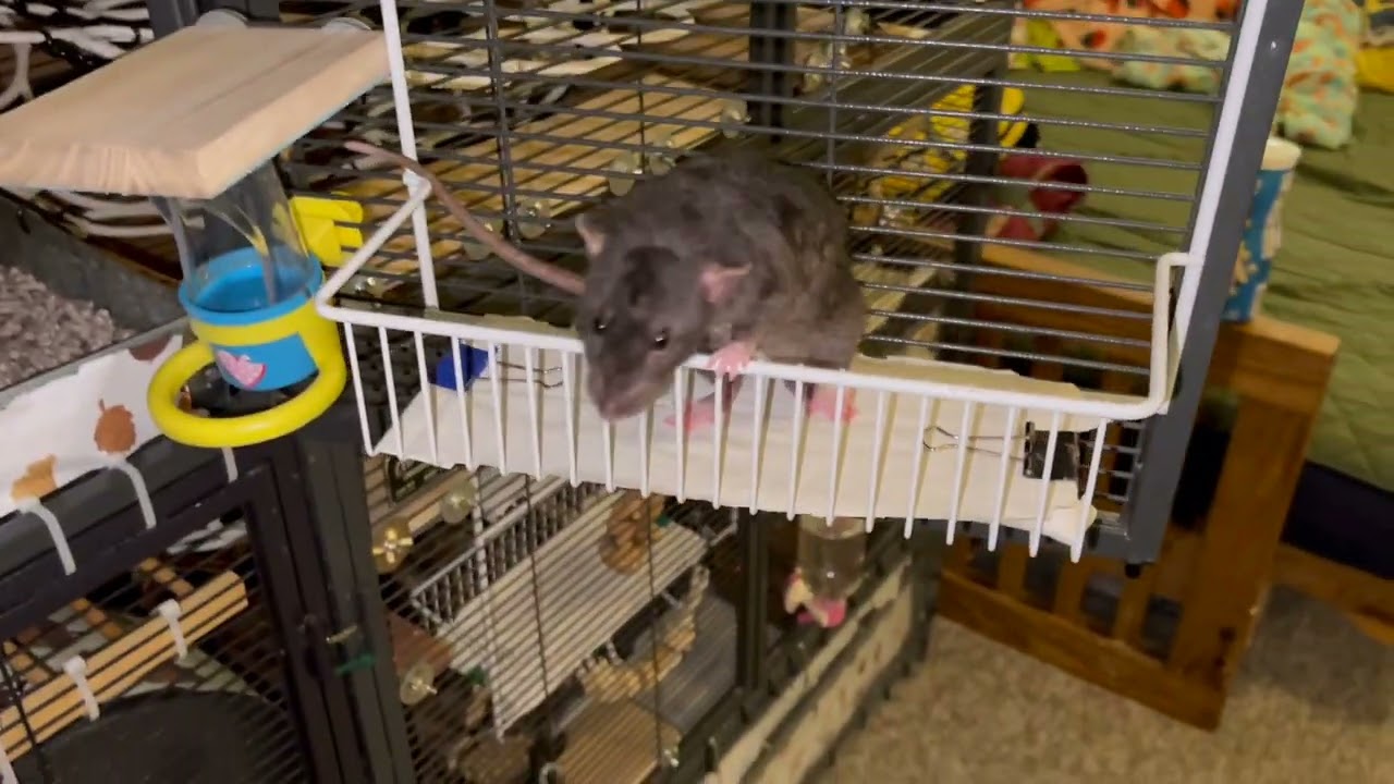 Rat Cage Tour - my dream cage has been achieved!