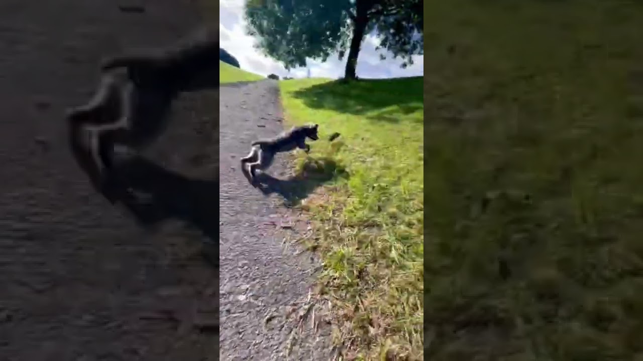 Ratting with terrier #workingdog #terrier #patterdale #ratting