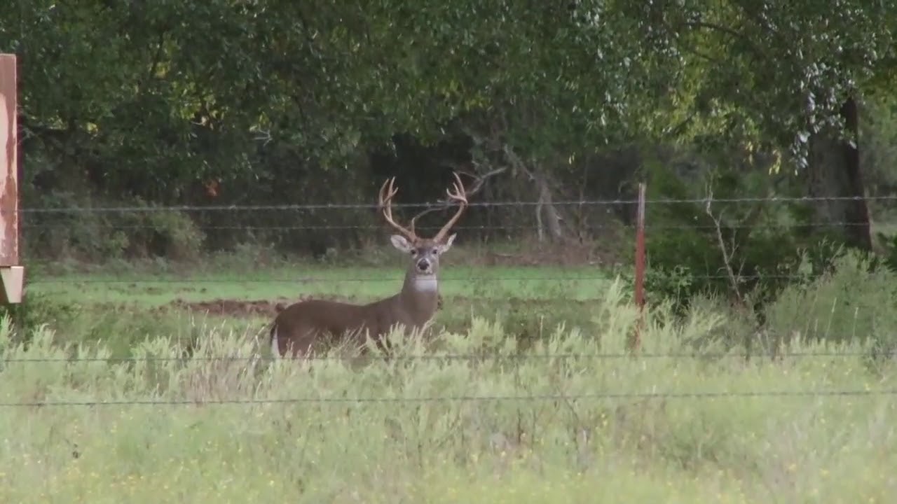 Ray 120 Cull Kill