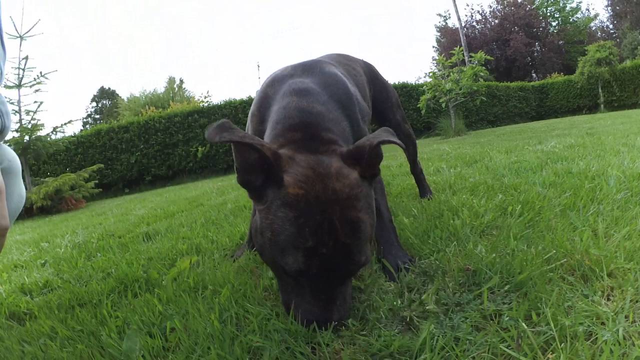 Raya the female Staffordshire Bull Terrier playing with a stick