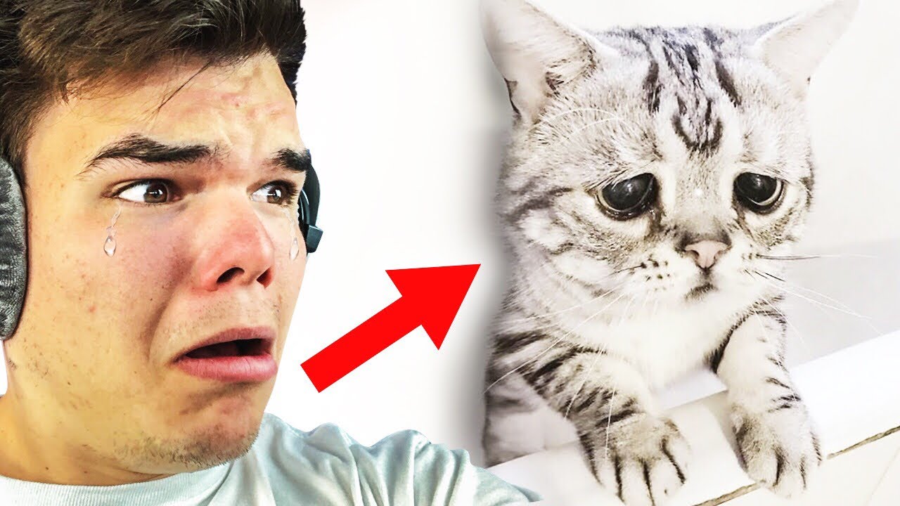 REACTING TO THE SADDEST VIDEOS ON THE INTERNET!