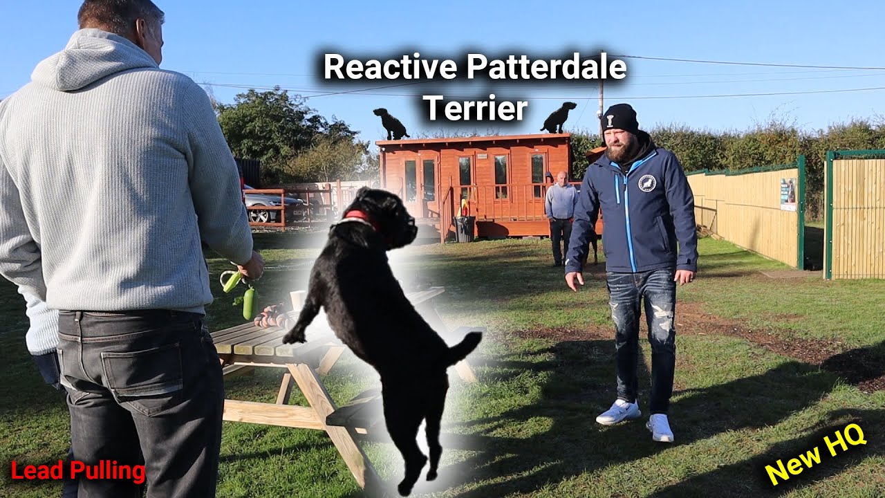 Reactive Patterdale Terrier 1:1 Dog Training Session With Professional Dog Trainer!