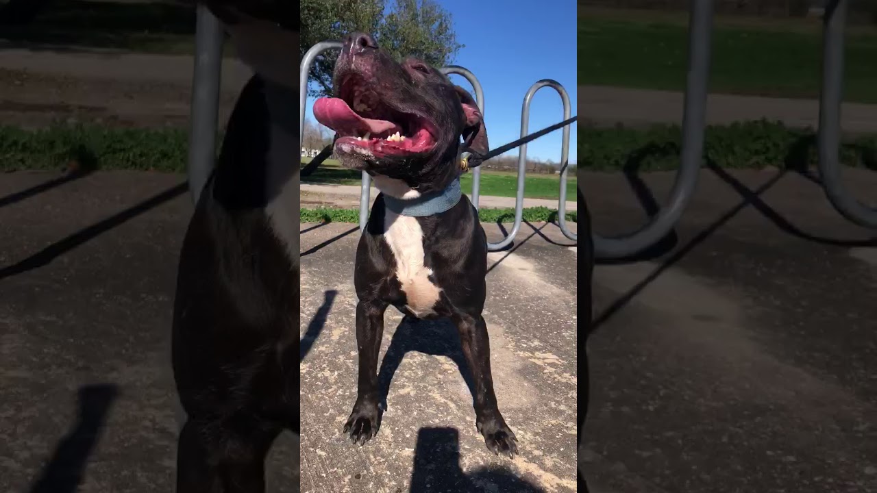 Real American pit bull terrier