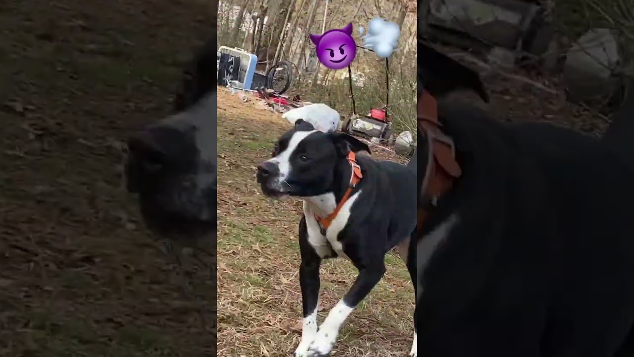 real American pitbull terrier  || full Eli bloodline 🔥