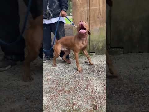 Real American pitbull terrier