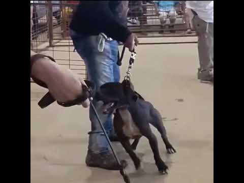 Real APBT