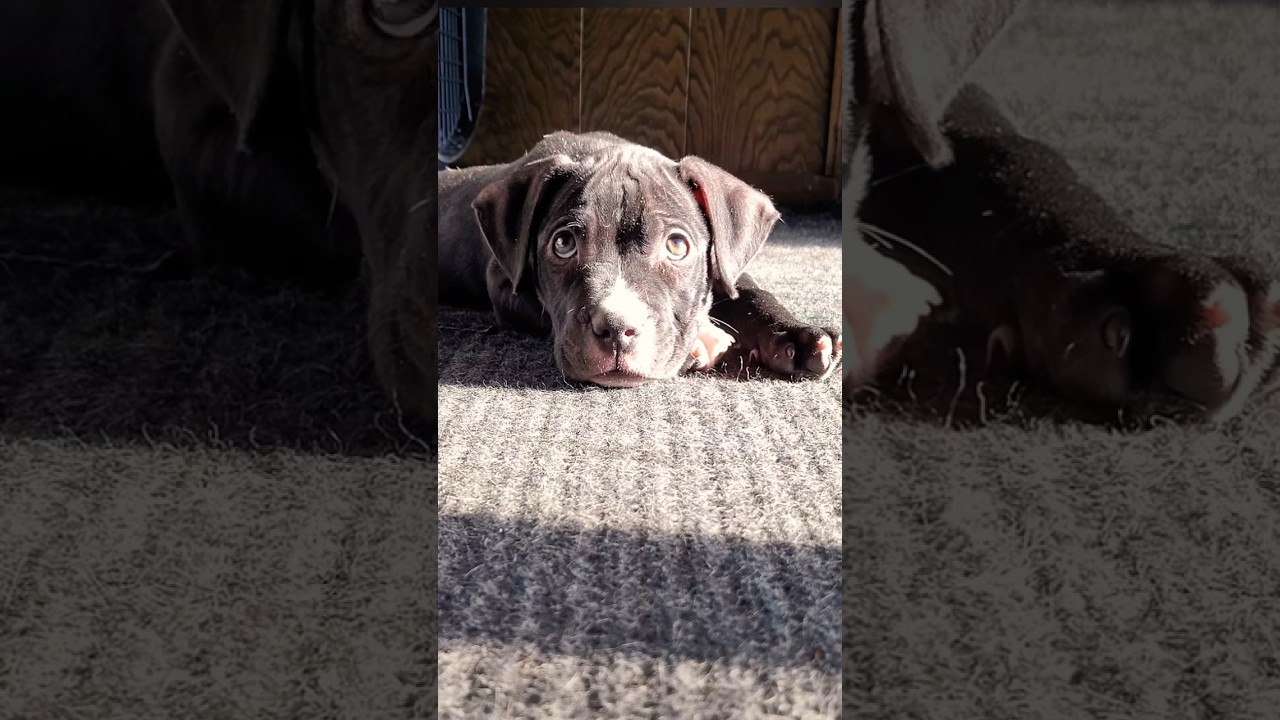 Real Pit bull (apbt) transformation #pitbulltransformation #pitbull #apbt #puppy #realapbt #youtuber