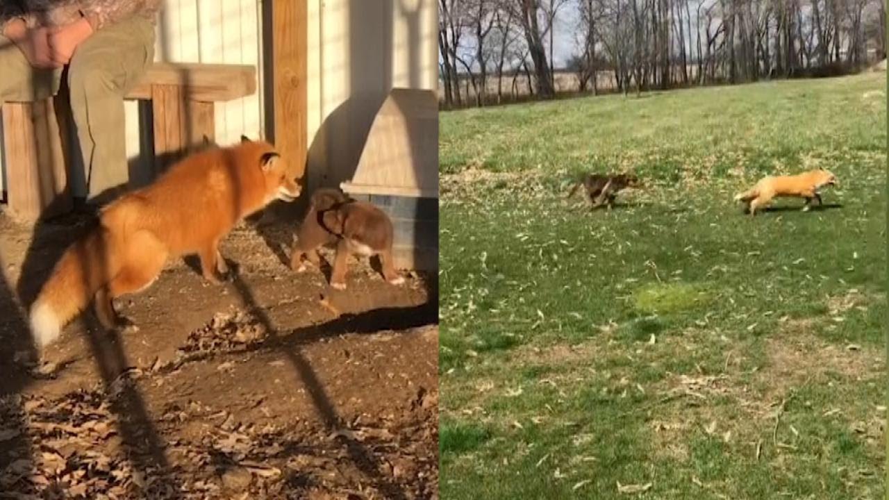 Real-Life Fox and Hound Are the Best of Friends