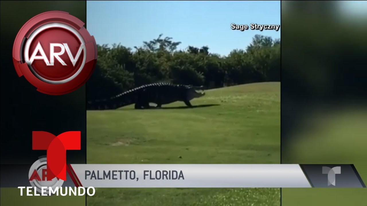 Reaparece enorme cocodrilo en un campo de golf | Al Rojo Vivo | Telemundo
