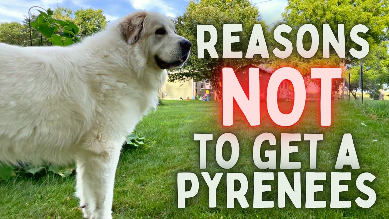 Reasons NOT To Buy A GREAT PYRENEES (From A Great Pyrenees Owner)